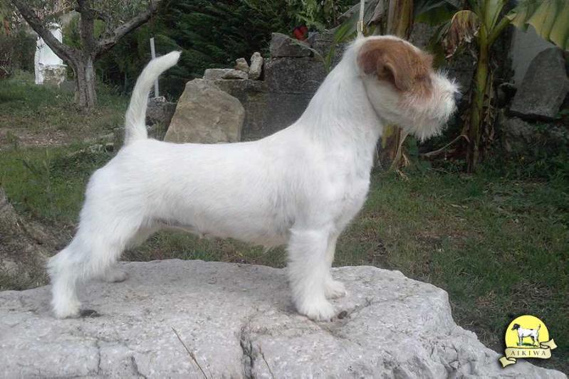 Danila Jack Calliope | Jack Russell Terrier 