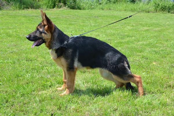 Ischa Perunius Bohemia | German Shepherd Dog 
