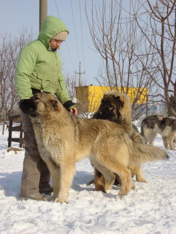 Olga de Brailita | Caucasian Mountain Dog 