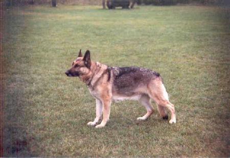 Yasmina vom Petze | German Shepherd Dog 