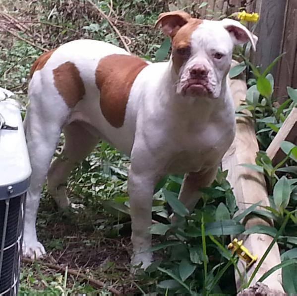 Wide Mouth Gredadine | American Bulldog 