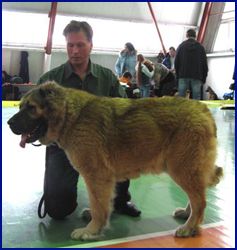 MEDVEDI IZ GRADA KRESTA EFIMIA | Caucasian Mountain Dog 