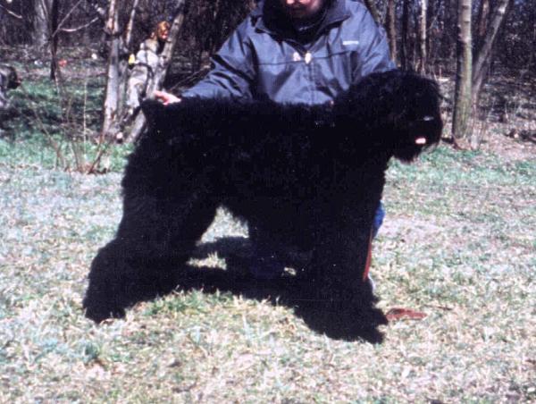 Enestine de Montmirail | Bouvier des Flandres 