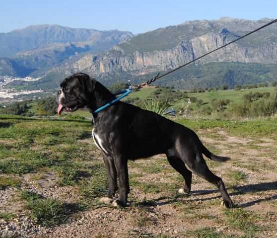 Shiva De la sierra | Boxer 