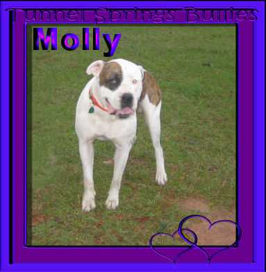 Molly Mae of Tunnel Springs | American Bulldog 