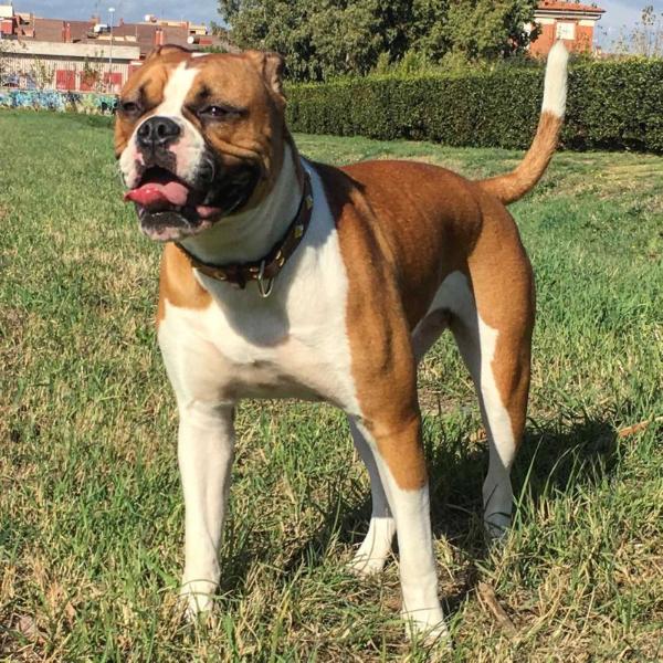 Picchiotti's HAPPY aka Hera | American Bulldog 