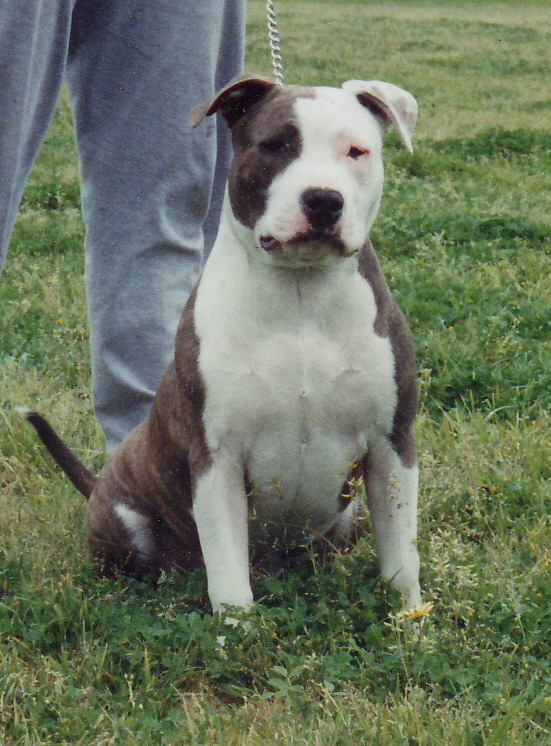 Ilprimo tiger tank | American Staffordshire Terrier 