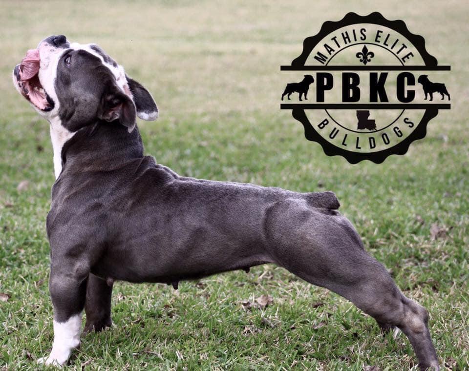 Poppa’s Bloo Sage | Olde English Bulldogge 