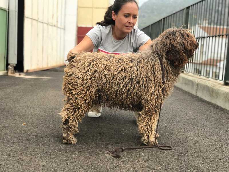 JANDEÑA DE AZOCARREM | Spanish Water Dog 