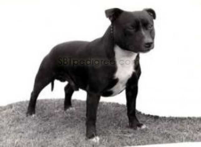 Game Flash | Staffordshire Bull Terrier 