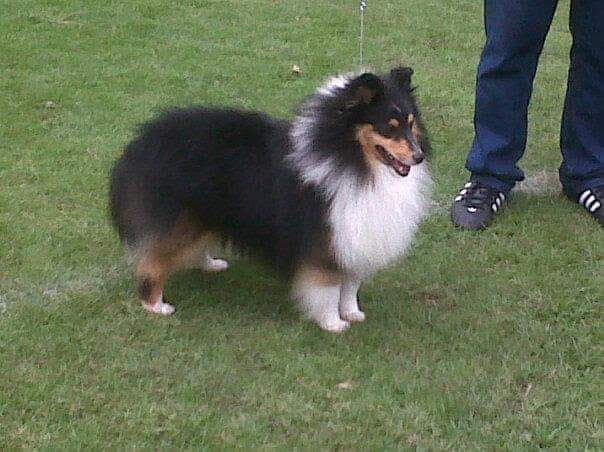 Massimo Di Forari | Shetland Sheepdog 
