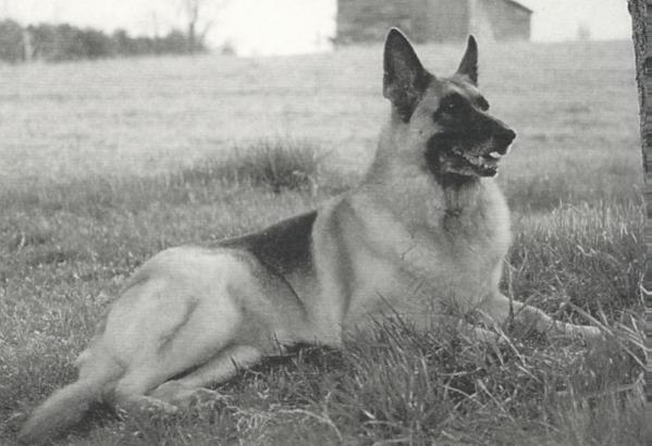 Totana's Gina of Piper Hill | German Shepherd Dog 