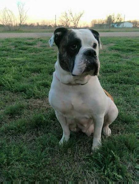 Faith Sammons | Olde English Bulldogge 