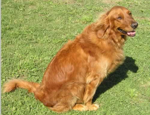 Lin Britt's Red- Girl | Golden Retriever 