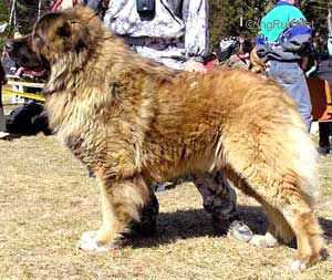 Russkii Medved Ozornik | Caucasian Mountain Dog 