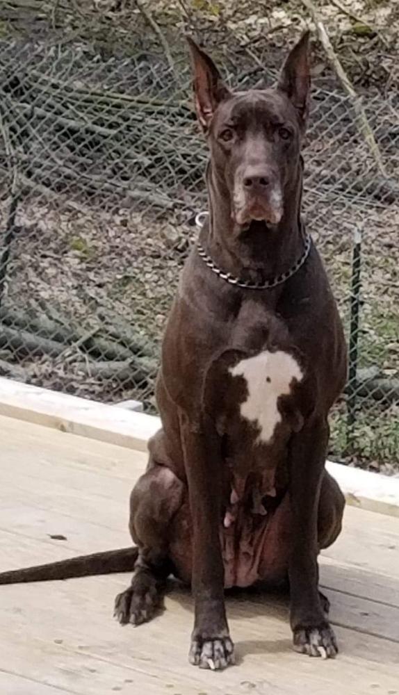 Broken Arrow's Next Generation | Great Dane 