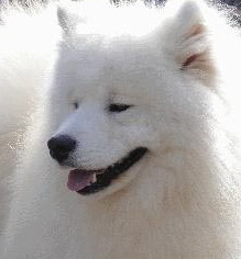 Aslan the Best of King Ever Smiling | Samoyed 