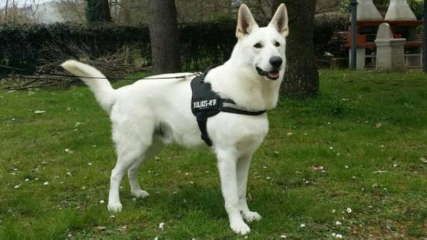 Dan Jasso Von Piersigilli | White Swiss Shepherd Dog 