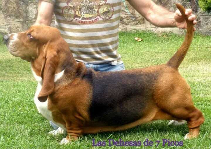 EVA LAS DEHESAS DE 7 PICOS | Basset Hound 