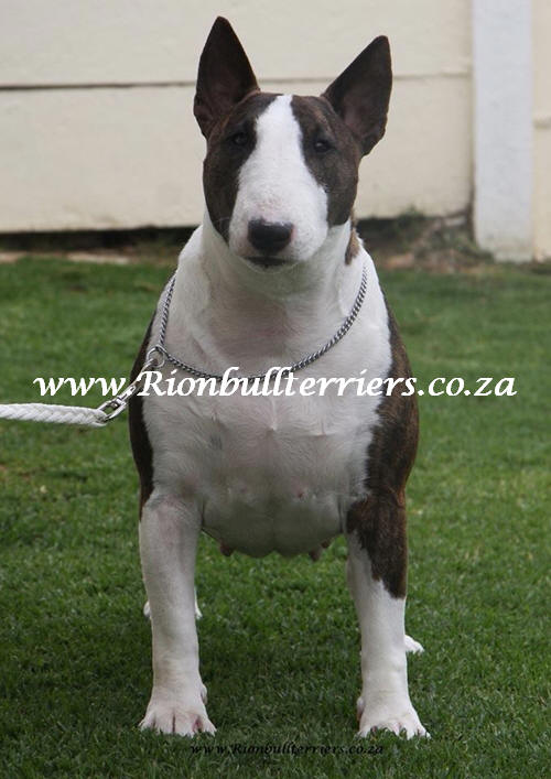 Ascheron Blazing Cosmos of Glengowan | Bull Terrier 