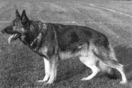 Khan vom Hammerbachthal | German Shepherd Dog 