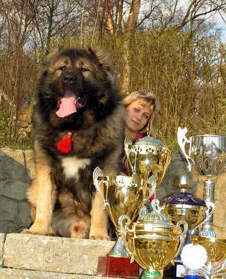 Dikaya Staya Basmach | Caucasian Mountain Dog 