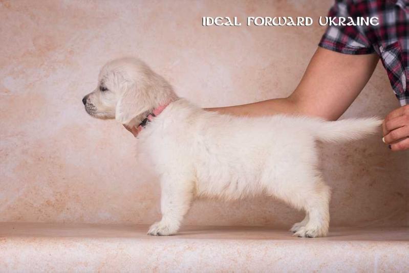 IDEAL Forward Ukraine | Golden Retriever 