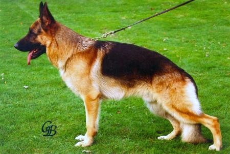 Karo vom Tweelerland | German Shepherd Dog 