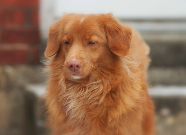 Honeyrun's HiJinks at Keepsake | Nova Scotia Duck Tolling Retriever 