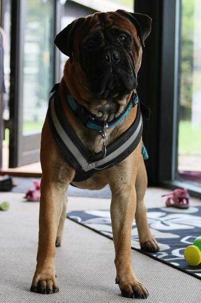 Bullyranch Vincent | Bullmastiff 