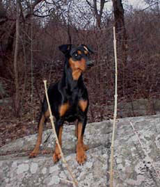 Lilla Enebys MAIA | German Pinscher 