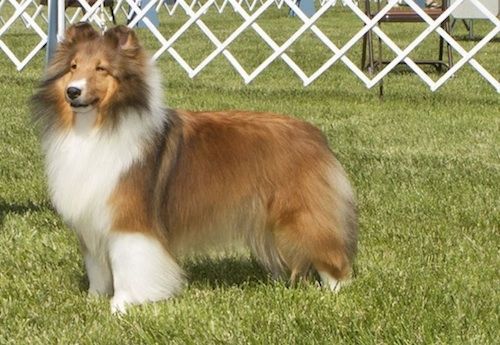 PaRay's Passage | Shetland Sheepdog 