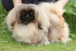 Tutti frutti | Pekingese 