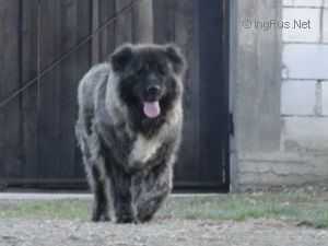 Volga De Bolintin Deal (ROU) | Caucasian Mountain Dog 