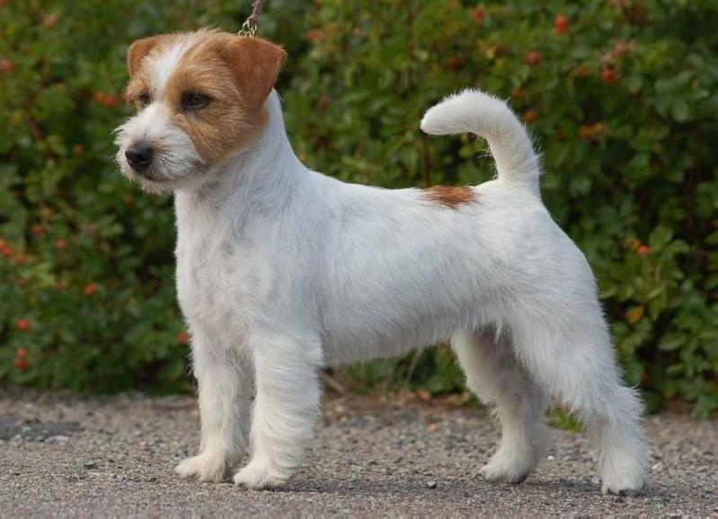 Sieger's Bla Bla Bla | Jack Russell Terrier 