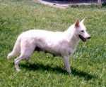 Rubio's Naja | White Swiss Shepherd Dog 