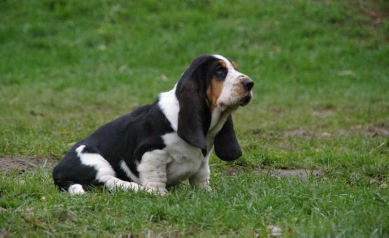 Cyrus Citadela Bohemia | Basset Hound 