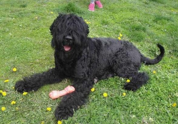 Viktorija | Black Russian Terrier 