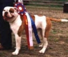 Brahma's Levi | Olde English Bulldogge 