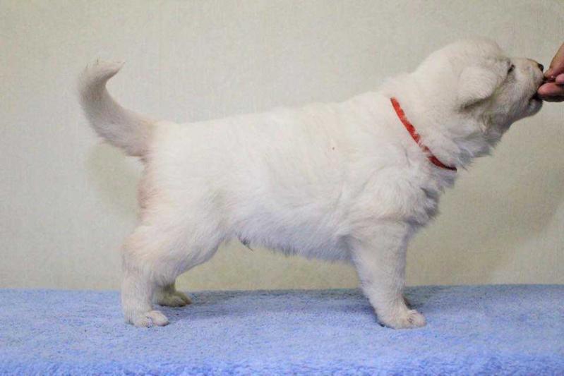 Victarion iz Legendy Yakutii | White Swiss Shepherd Dog 