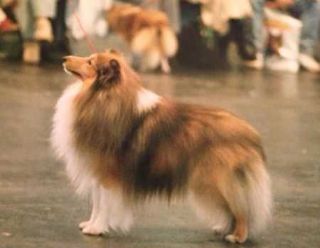 Tegwel Toy Boy At Chrisarion | Shetland Sheepdog 