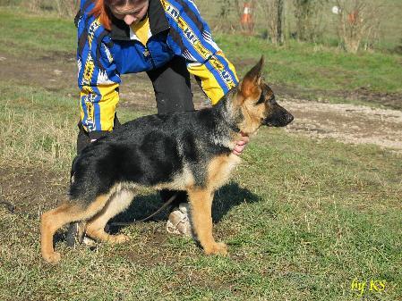 Goa vom Haingraben | German Shepherd Dog 