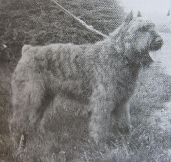 Oscy v. Dafzicht | Bouvier des Flandres 