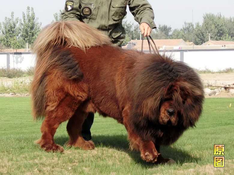 Xinhuo | Tibetan Mastiff 
