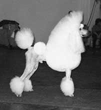 Torpaz It'll Be All White | Poodle 