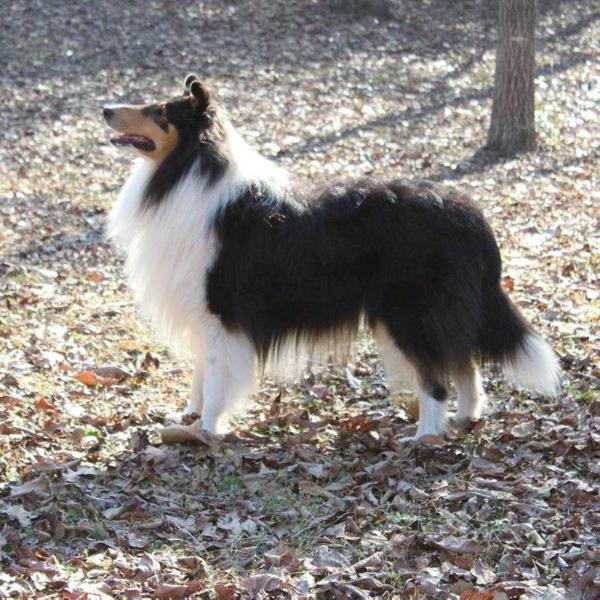 TWIN PINE GRAND PRIX | Rough Collie 