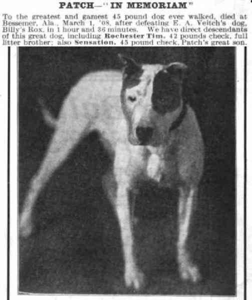 J.R. Willcox's Patch | American Pit Bull Terrier 