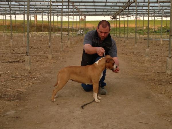 galhya of the original pit spirit | American Staffordshire Terrier 