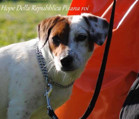 Hope Della Repubblica Pisana | Jack Russell Terrier 