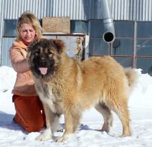 Zlato Vyatki Sharona (RUS) | Caucasian Mountain Dog 